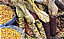 Colorful%20Corn.jpg